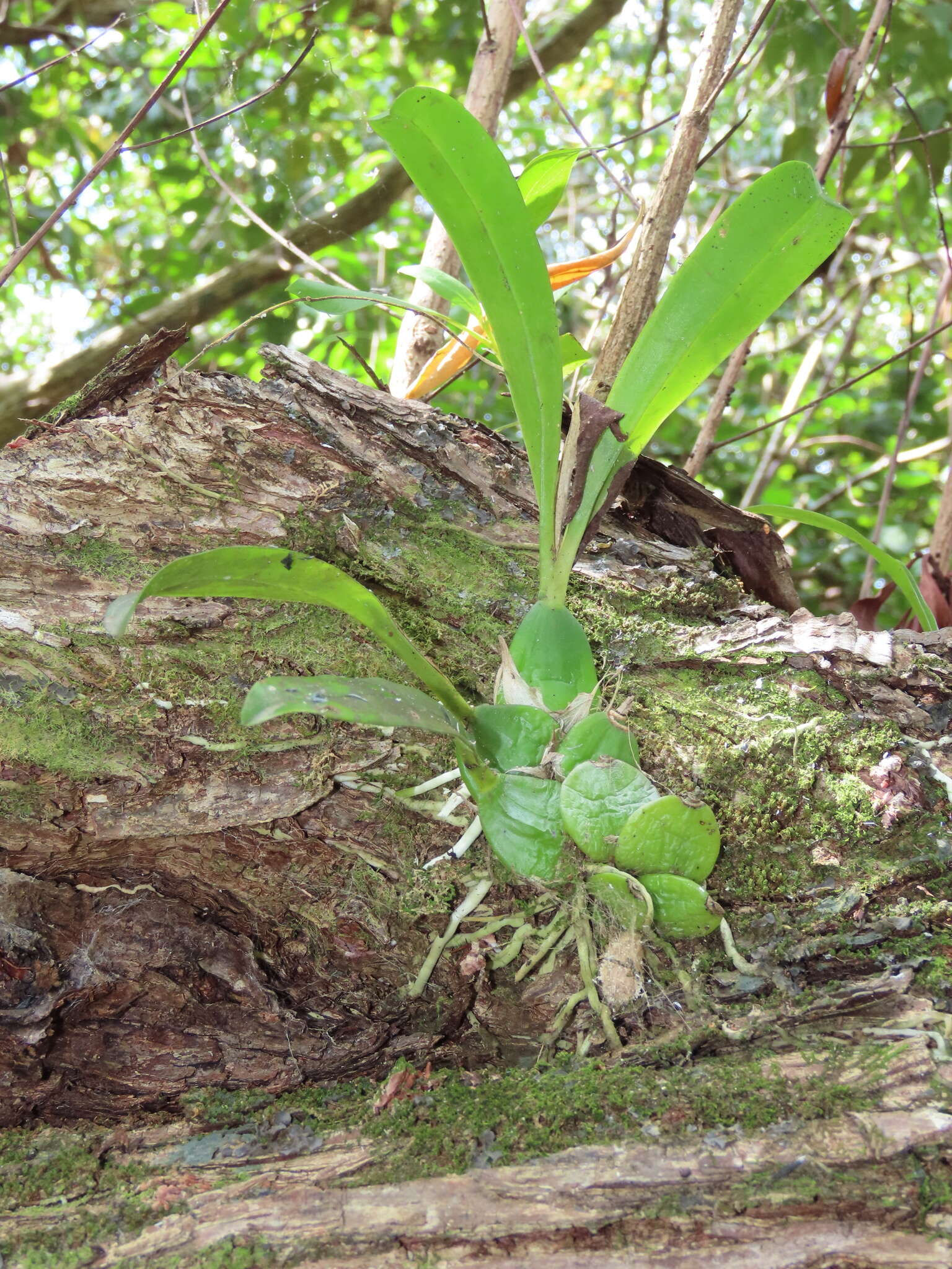 Image of dollar orchid