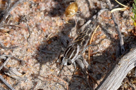 Image of Apiocera longitudinalis Paramonov 1953