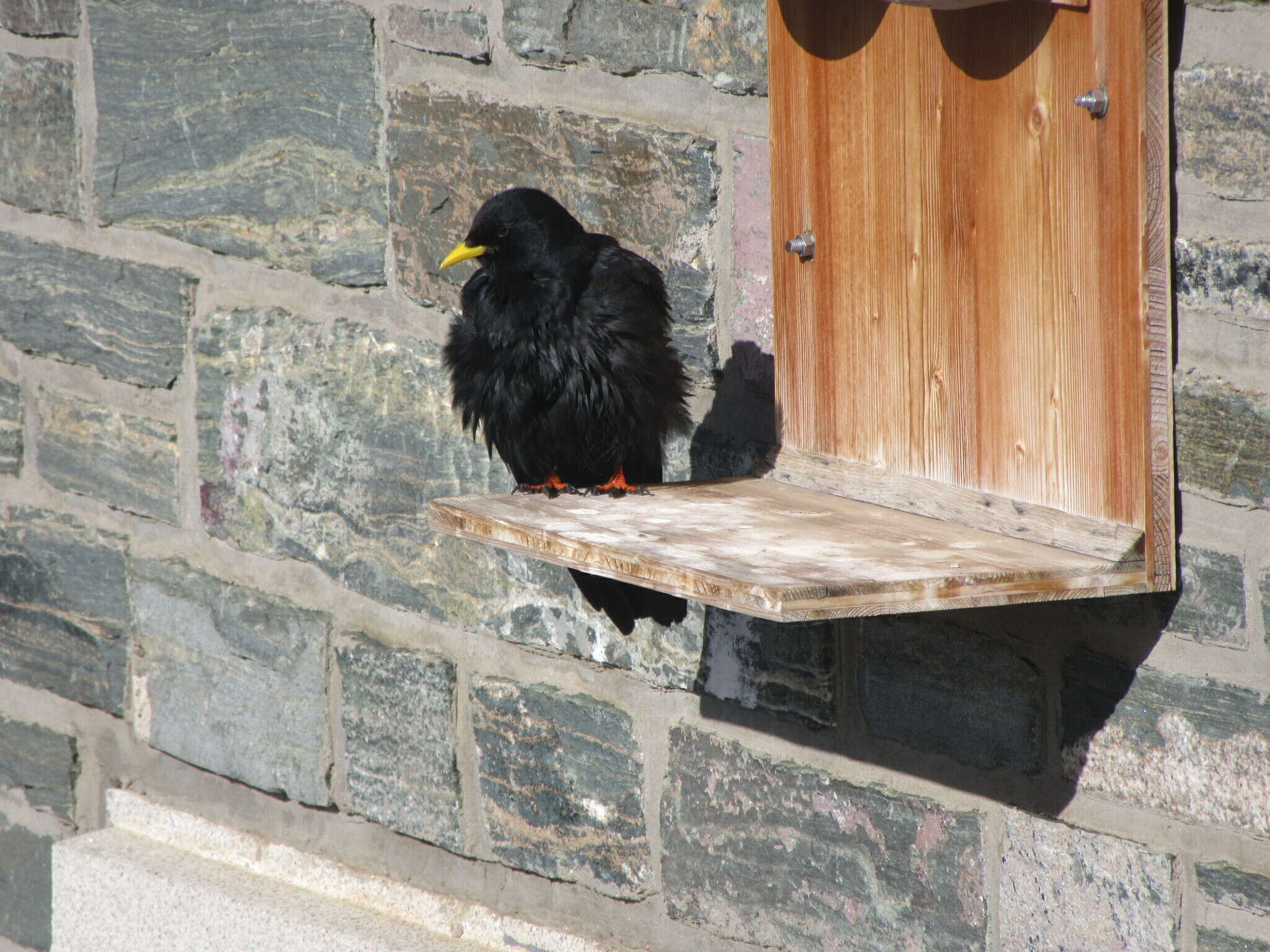 Pyrrhocorax graculus graculus (Linnaeus 1766) resmi