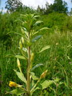 Imagem de Oenothera villosa Thunb.