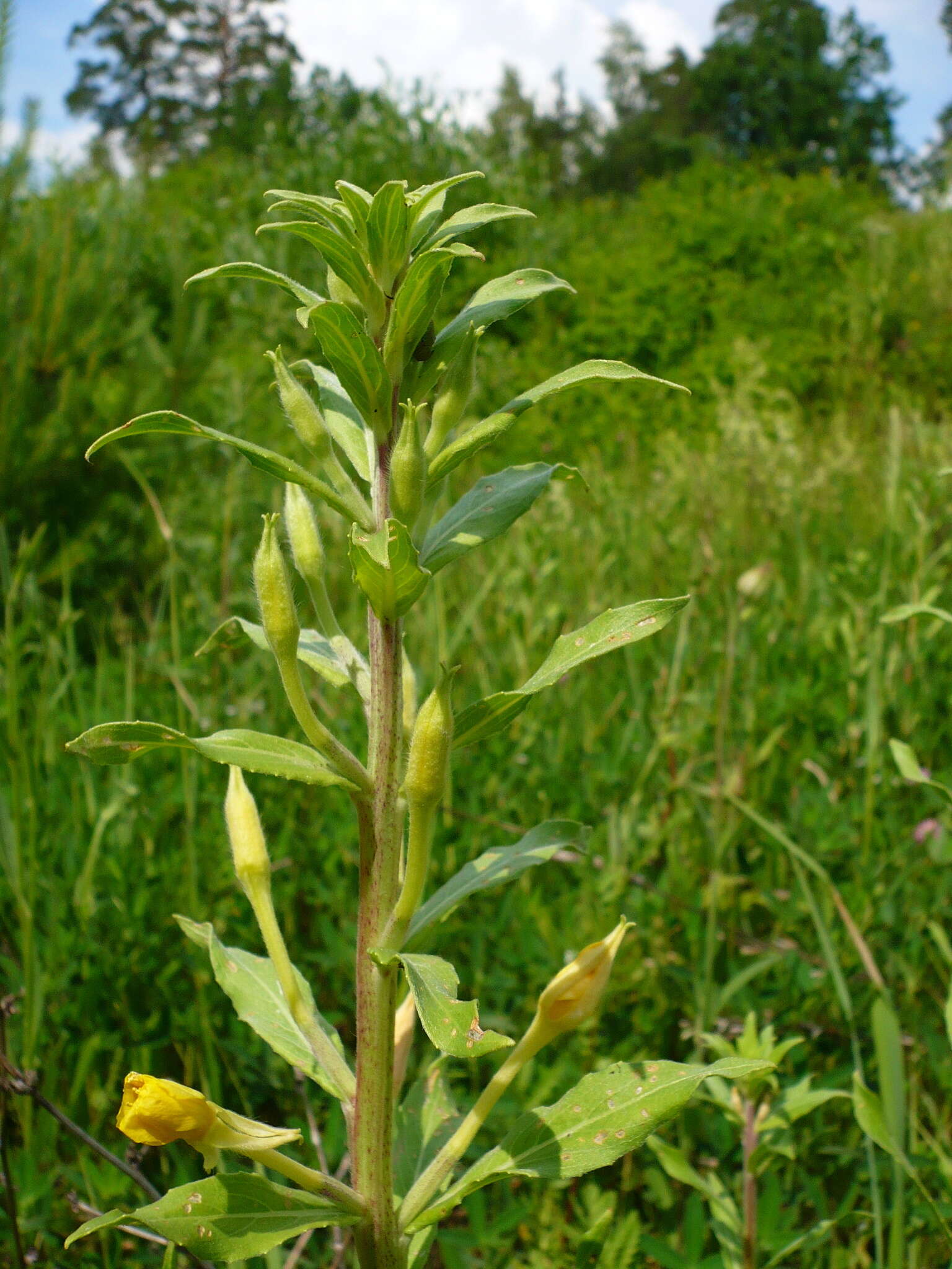 Imagem de Oenothera villosa Thunb.