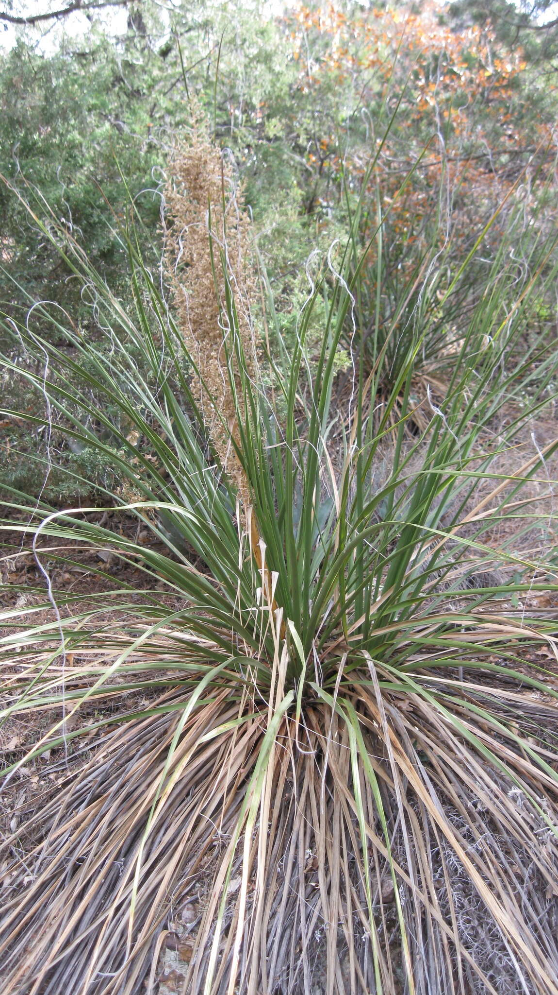 Image of foothill beargrass