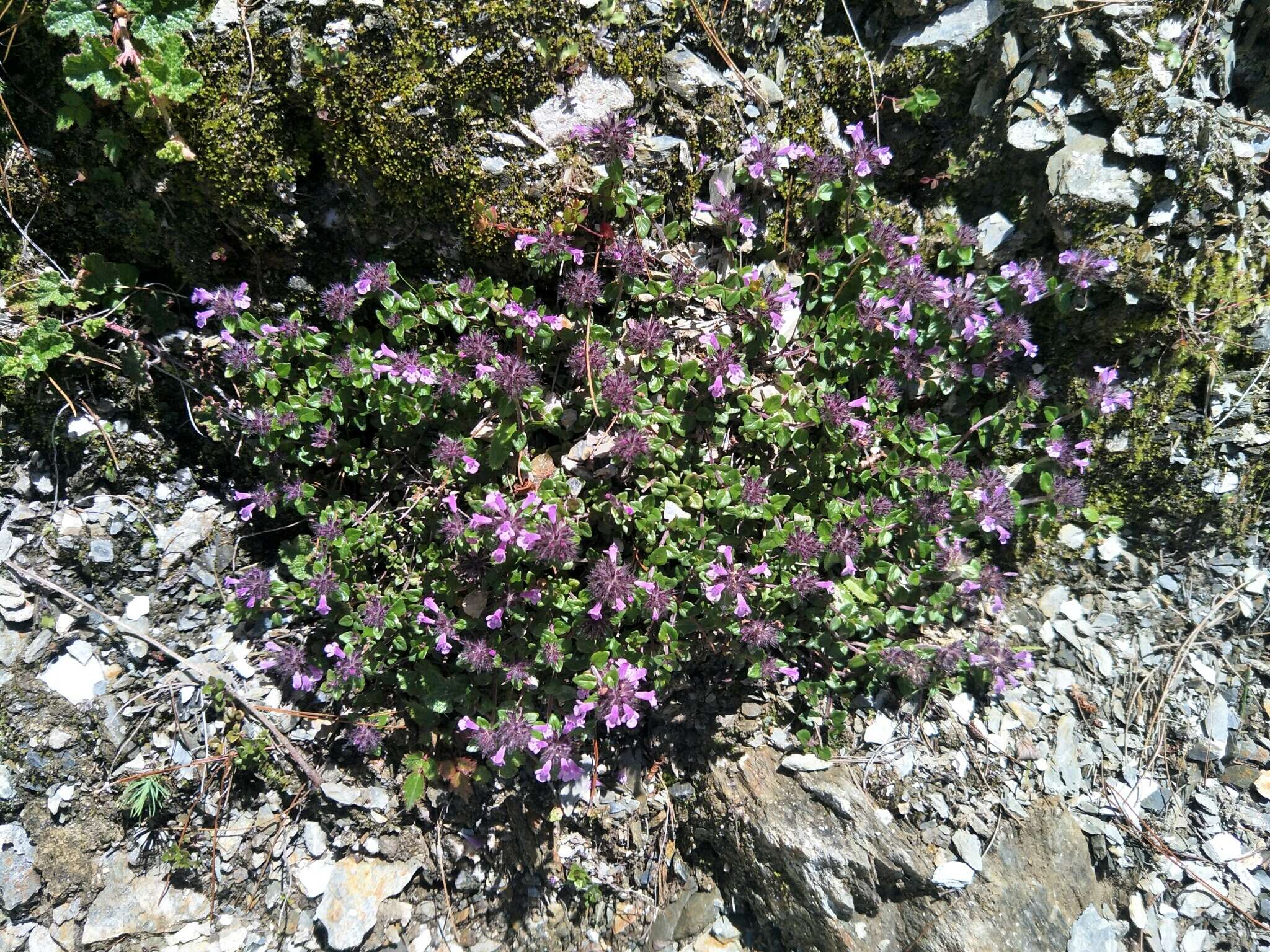 Sivun Clinopodium laxiflorum (Hayata) K. Mori kuva