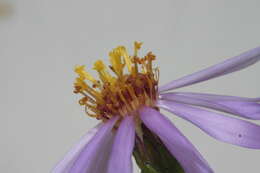 Image of Felicia filifolia subsp. bodkinii (Compton) Grau