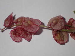 Rumex cyprius Murb. resmi