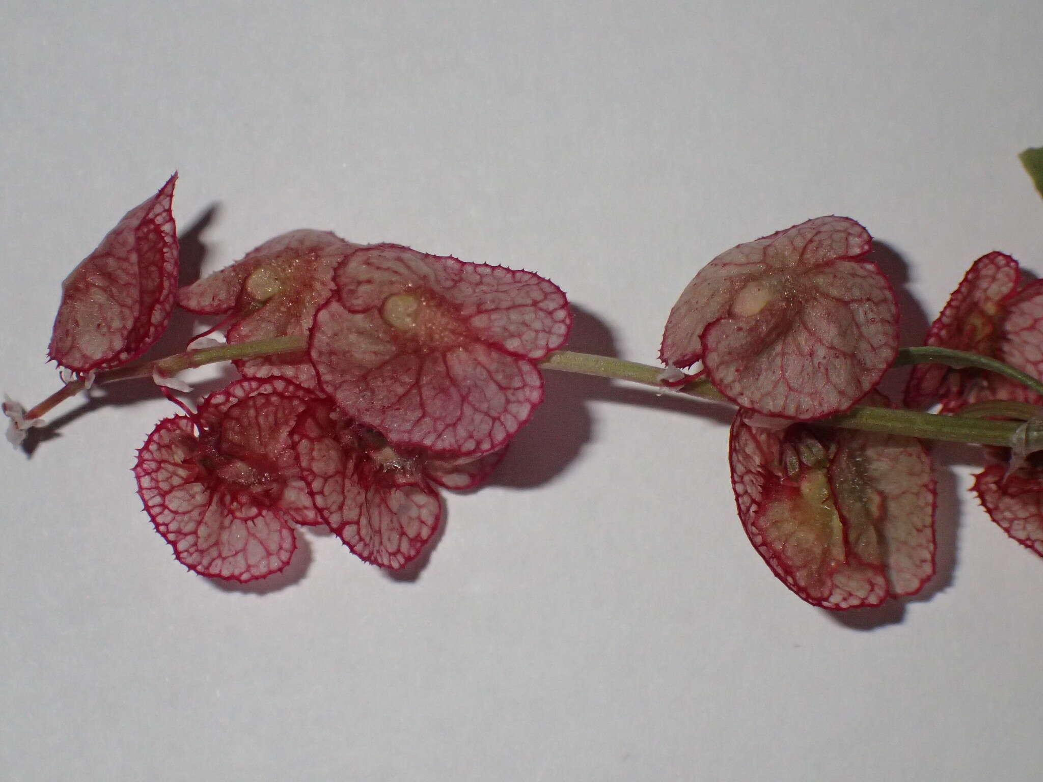 Rumex cyprius Murb. resmi