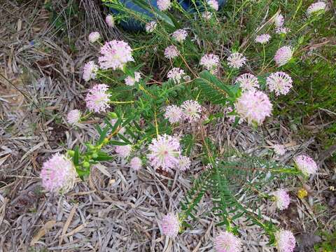 Image of Pimelea rosea R. Br.