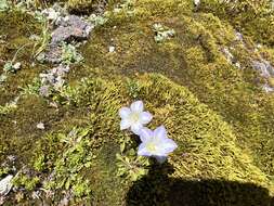 Image of Wahlenbergia pygmaea subsp. drucei J. A. Petterson