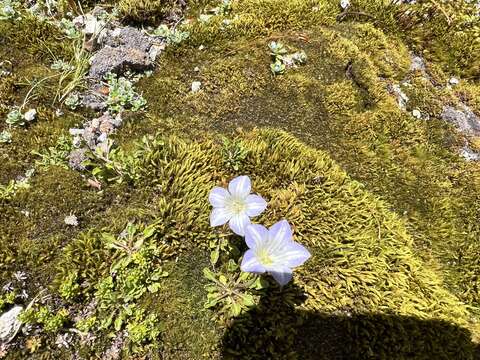 Image of Wahlenbergia pygmaea Colenso