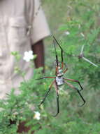 صورة Trichonephila sumptuosa (Gerstäcker 1873)