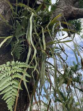 Image of Fern