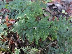 صورة Hymenophyllum scabrum A. Rich.