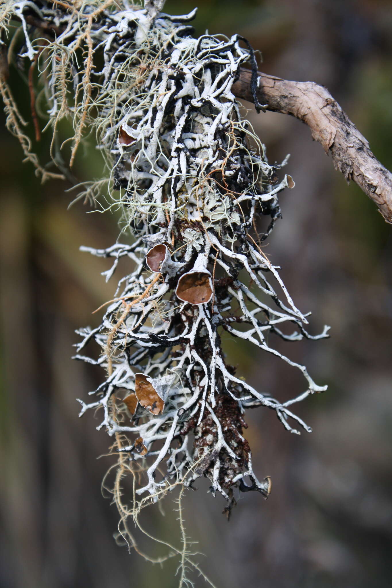 Слика од Hypogymnia lugubris (Pers.) Krog