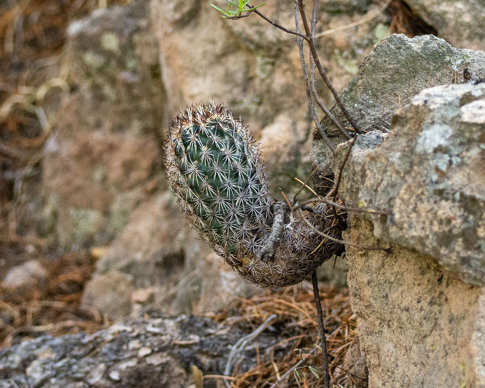 Image of Coryphantha potosiana (Jacobi) Glass & R. A. Foster