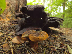 Image of Buchwaldoboletus lignicola (Kallenb.) Pilát 1969