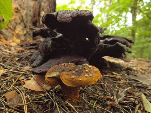 Imagem de Buchwaldoboletus lignicola (Kallenb.) Pilát 1969