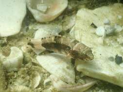 Image of Pygmy sea bass