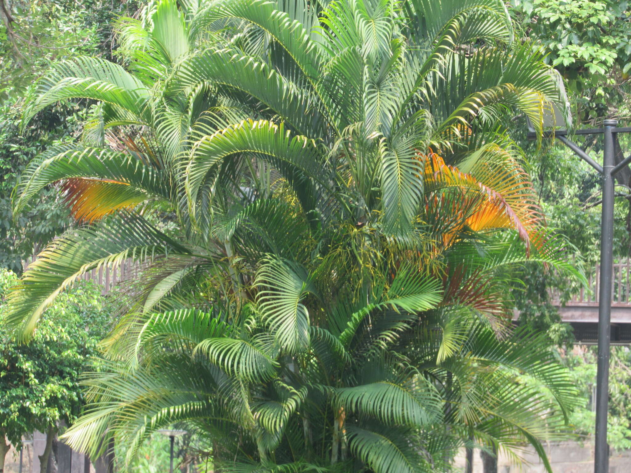 Image of Areca Palm