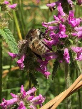 Image of Brown-banded carder bee