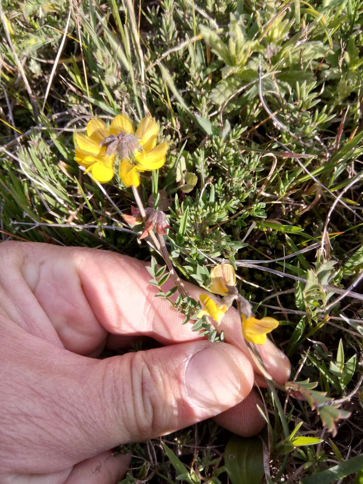 Sivun Hippocrepis atlantica Ball kuva