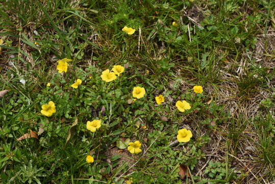 Image of Mecardonia procumbens var. tenella (Cham. & Schltdl.) V. C. Souza