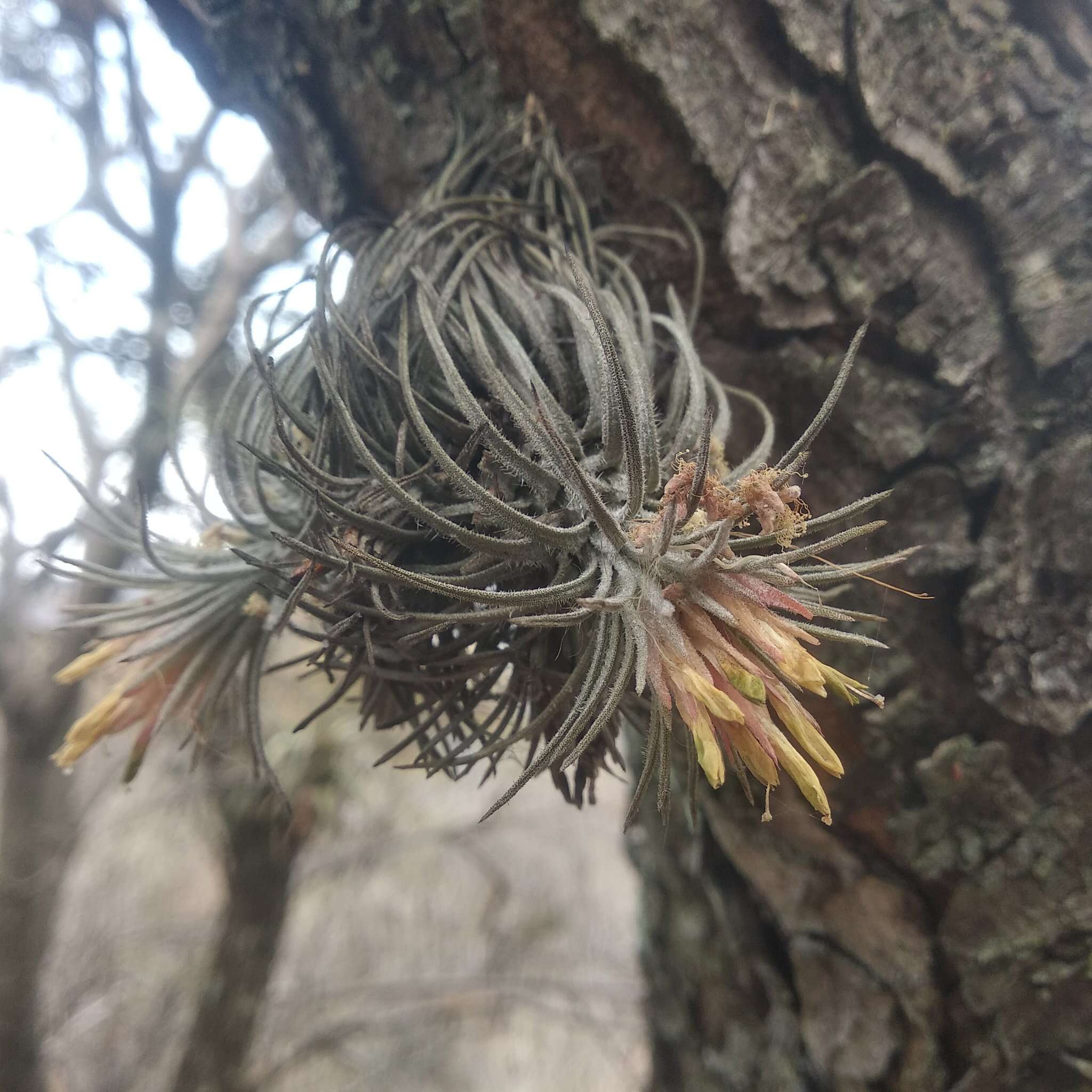 Image of Tillandsia atroviridipetala Matuda