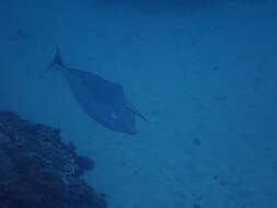 Image of Humpback Unicornfish