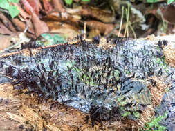 Image of Stemonitis fusca