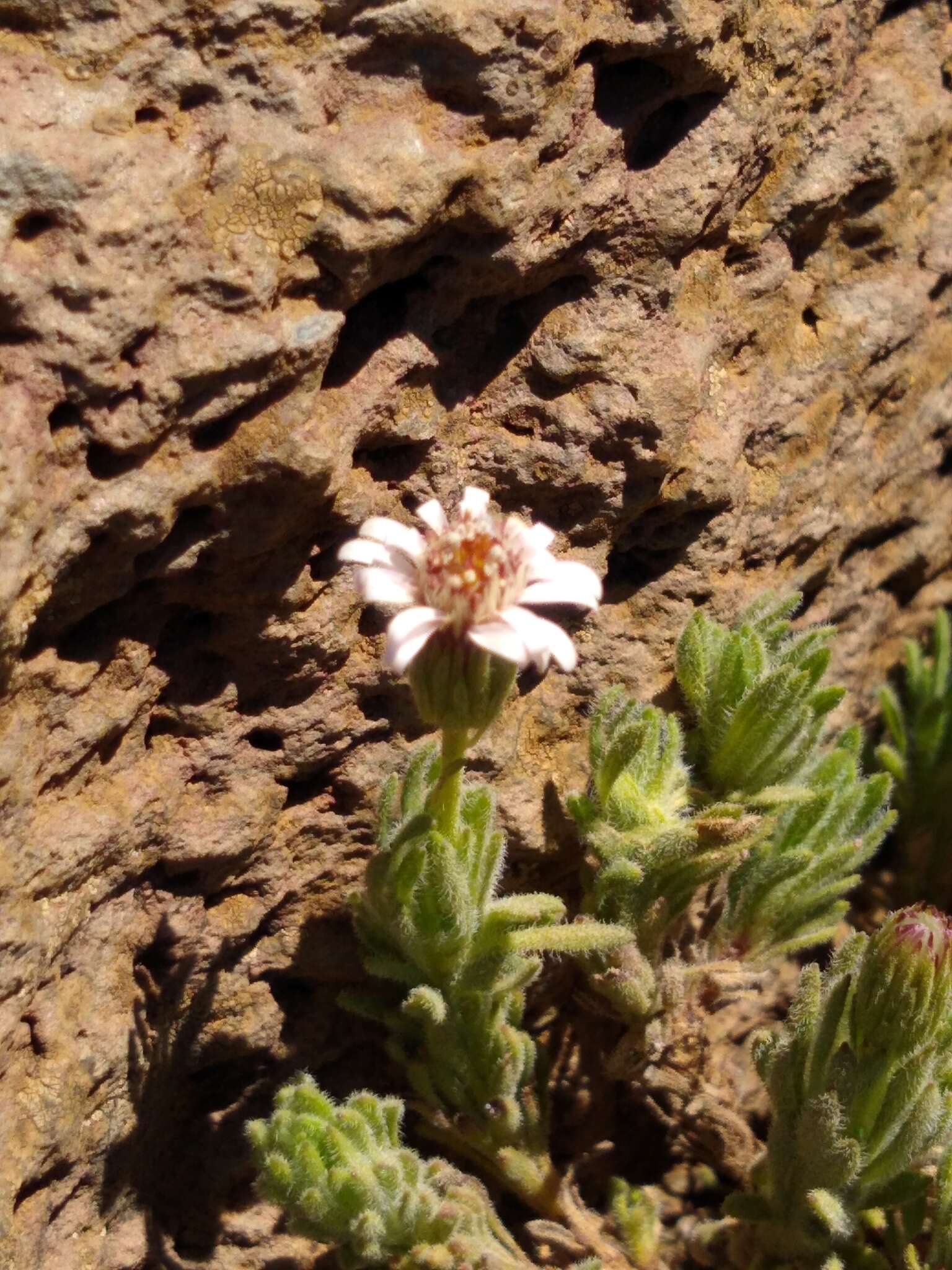 Plancia ëd Tetramolopium humile subsp. haleakalae T. K. Lowrey