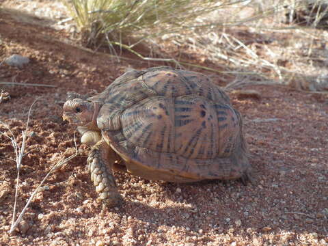 صورة Psammobates tentorius verroxii (Smith 1839)