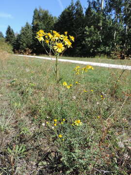 Image of hoary ragwort