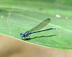 Image of Argia oculata Hagen ex Selys 1865