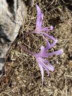 Imagem de Colchicum variegatum L.