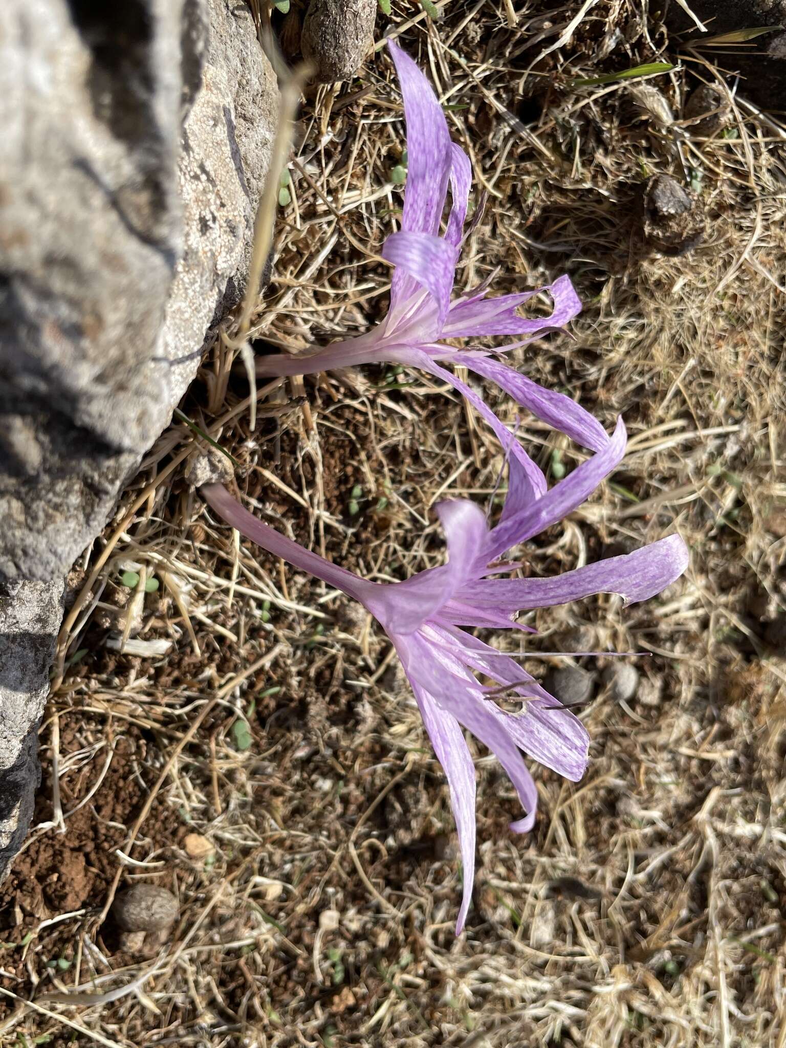 Image of Colchicum variegatum L.