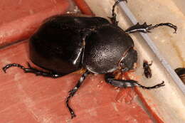 Слика од <i>Xylotrupes <i>australicus</i></i> australicus