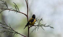 Image of Black-headed Siskin