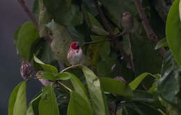 Image of Red-headed Quelea