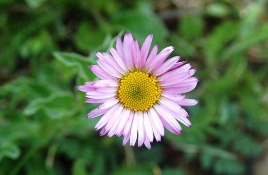 Image de Erigeron aliceae Howell