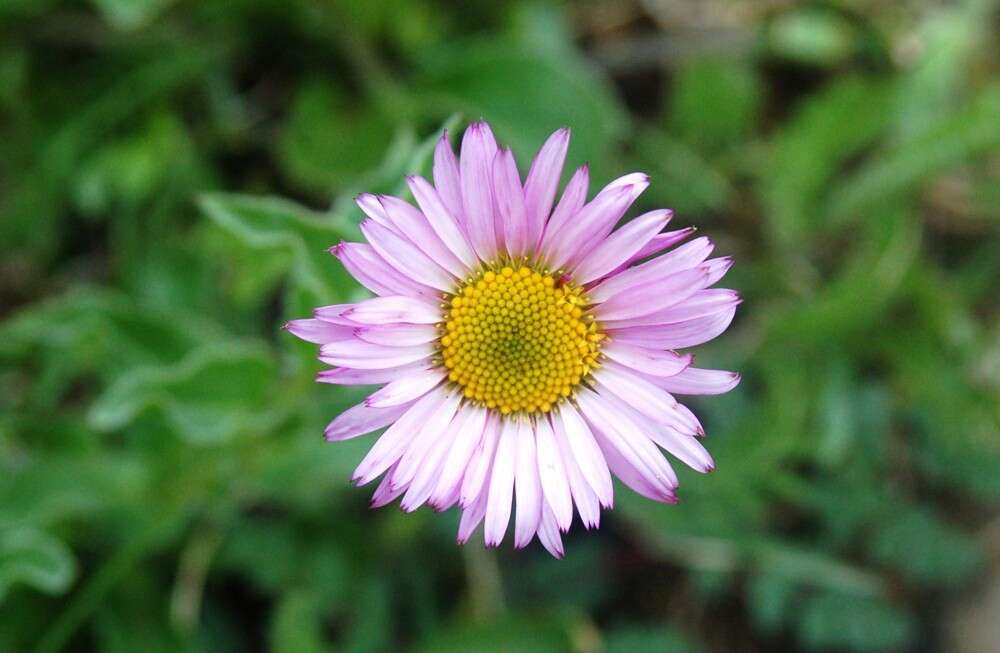 Image de Erigeron aliceae Howell