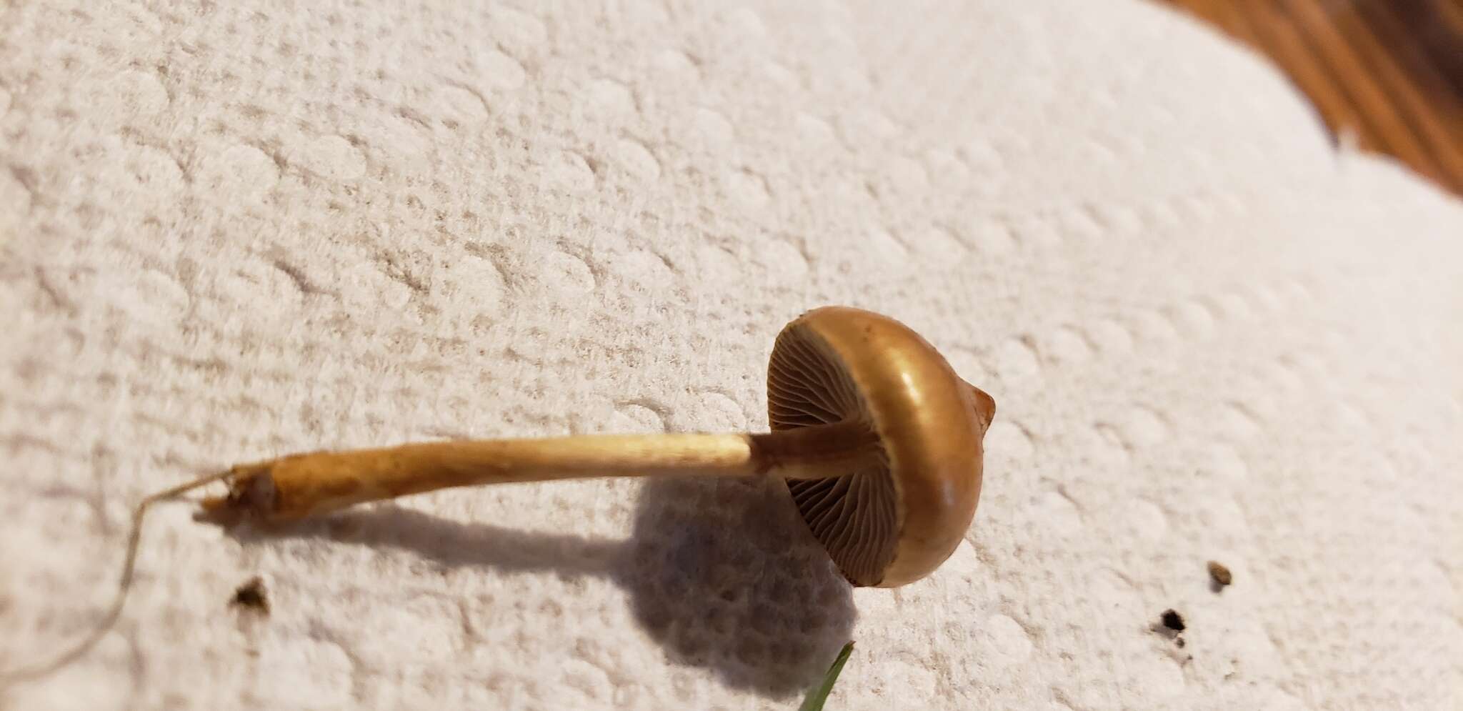 Image de Protostropharia luteonitens (Fr.) Redhead 2014