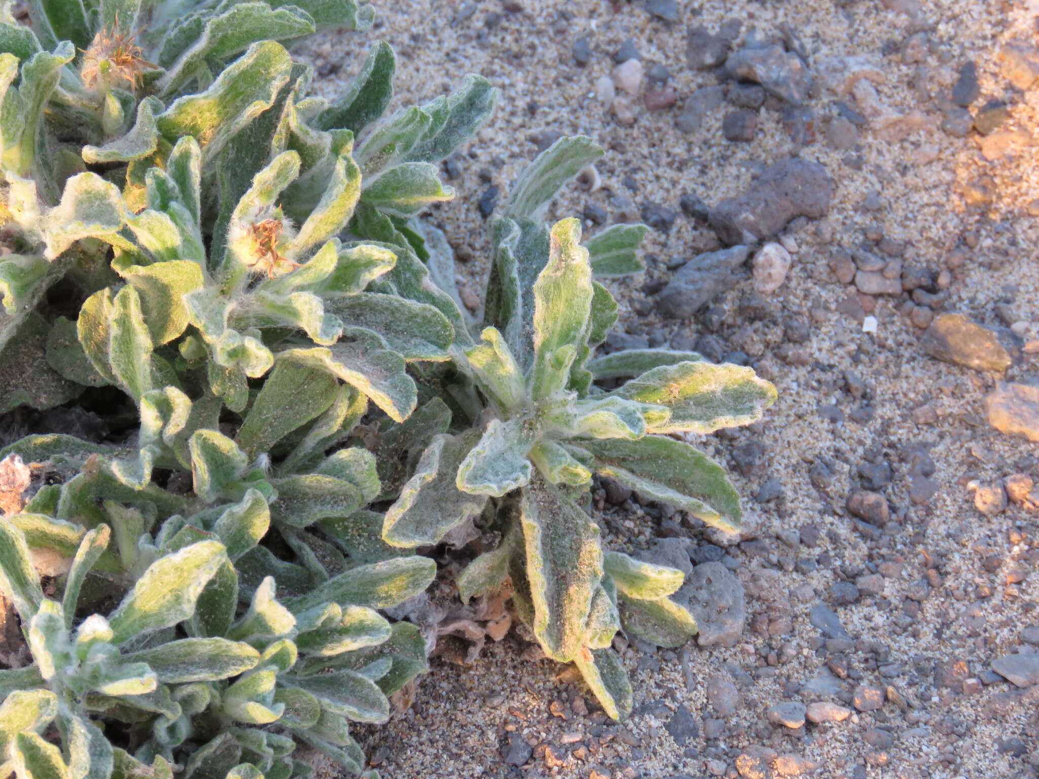 Image of Pulicaria canariensis C. Bolle