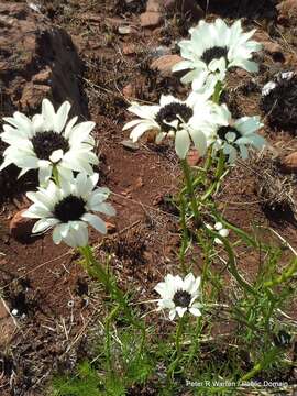 Callilepis leptophylla Harv.的圖片