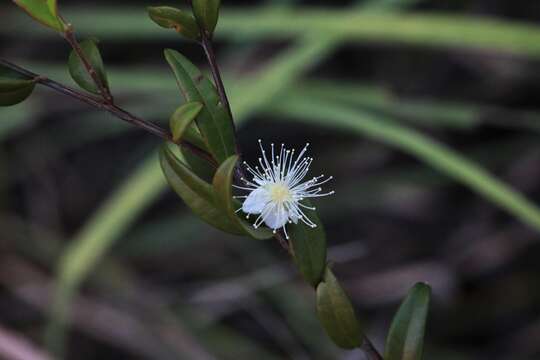 Image of Austromyrtus dulcis (C. T. White) L. S. Smith