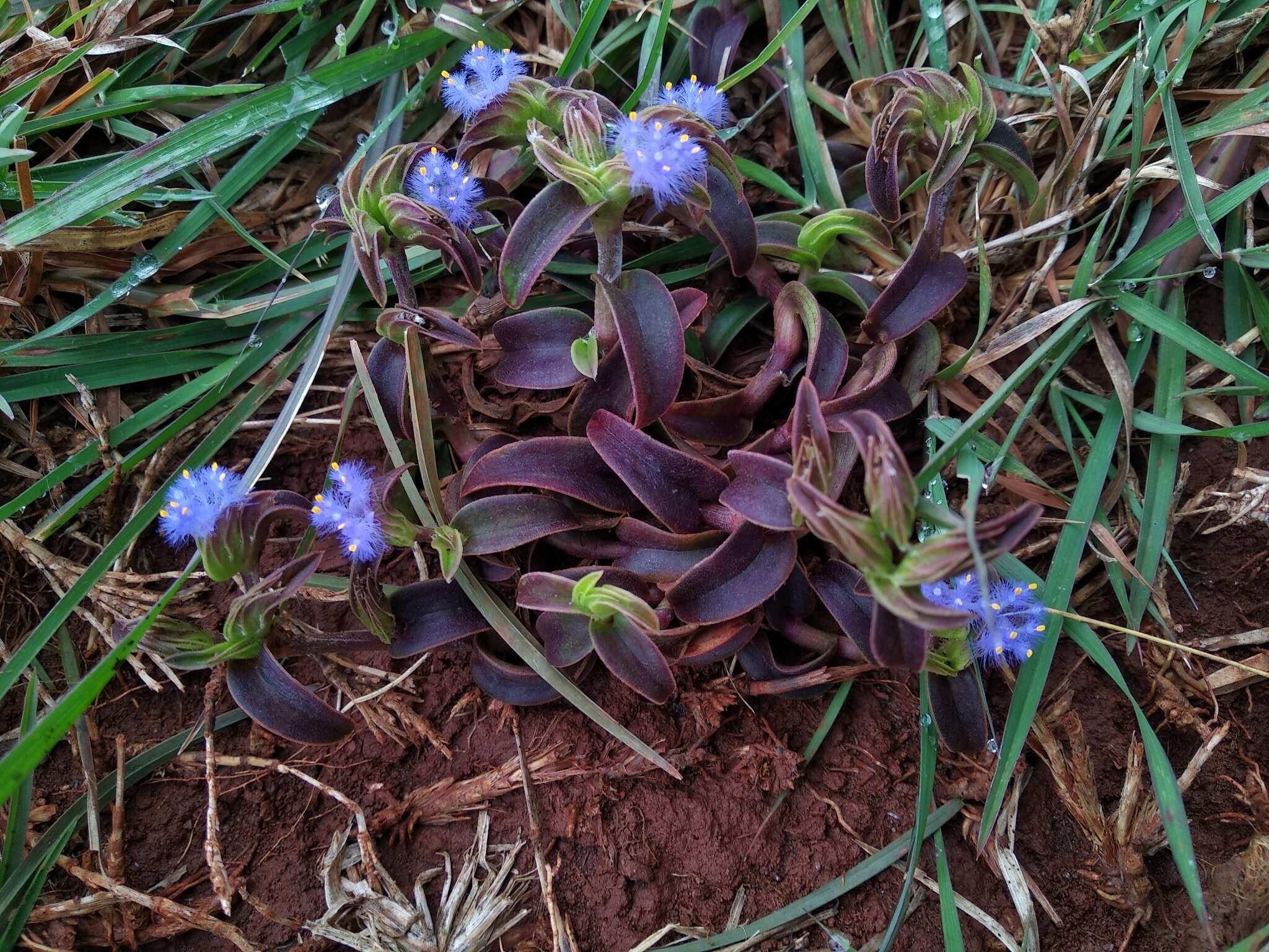 Cyanotis tuberosa (Roxb.) Schult. & Schult. fil.的圖片