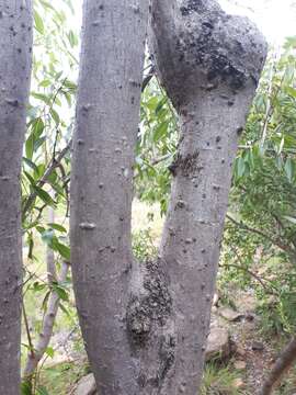 Image of White Seringa