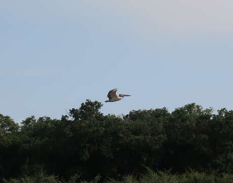 Image of Grey Pelican