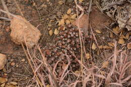 Image of Anacampseros decapitata Burgoyne & J. van Thiel