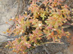 Image of Crassula expansa subsp. expansa