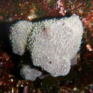 Image of variable loggerhead sponge