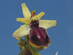 Image of Ophrys sphegodes subsp. gortynia H. Baumann & Künkele